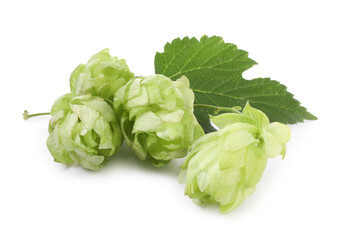 Fresh hop flowers with leaf on white background