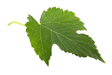 Fresh green hop leaf isolated on white