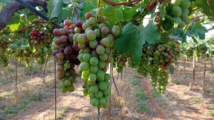 grapes on vine