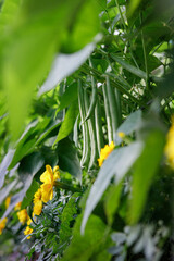Organically homegrown 'Provider' bush snap green beans growing in a garden in summer - 528584124