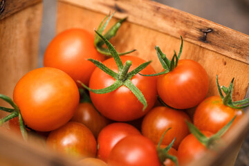Fresh, homegrown cherry tomatoes harvested from an organic garden in a quart container