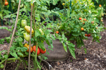 Roma paste and cherry tomatoes growing in a fabric grow bags in container garden - 528584199