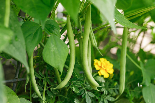 Organically homegrown 'Provider' bush snap green beans growing in a garden in summer