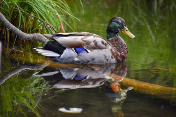 male mallard or wild duck (Anas platyrhynchos)