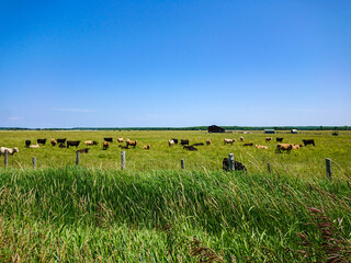 Free range dairy cows herd graze in the farm meadow field. Agricultural industry. Cows feed at...