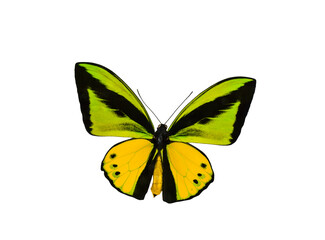 Ornithoptera goliath green yellow black butterfly isolated cutout