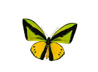 Ornithoptera goliath green yellow black butterfly isolated cutout