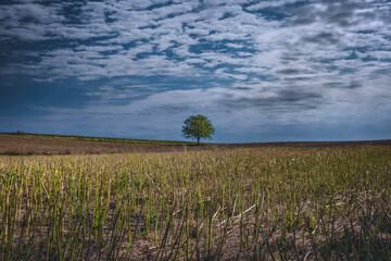 A lonely tree among farmer's fields after the harvest, rural landscape of south-eastern Poland, rural landscape of south-eastern Poland, minimalist photography, County Podkarpackie, Poland