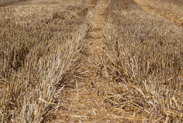 Golden stubble after harvest on a sunny day, low framing, background for graphic desighners