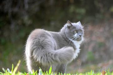 Obraz premium cat in the grass