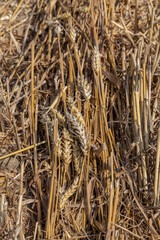 Golden stubble after harvest on a sunny day, low framing, background for graphic desighners