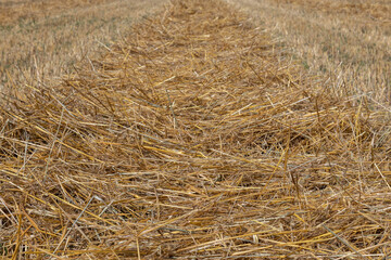 Golden stubble after harvest on a sunny day, low framing, background for graphic desighners