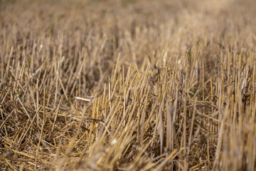 Golden stubble after harvest on a sunny day, low framing, background for graphic desighners
