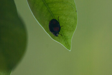 Coccinella