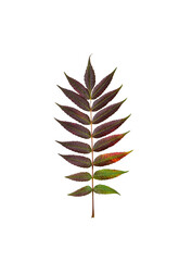 burgundy green Autumn Sumac leaves isolated cutout