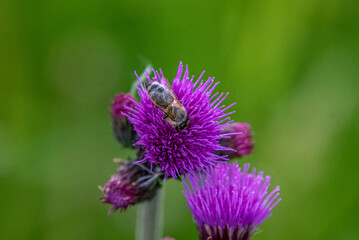 bee on thistle