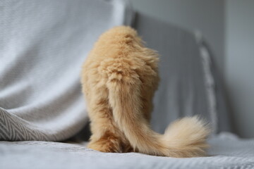 Obraz premium Red persian cat showing his back when walking away