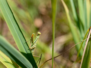 praying mantis on a leaf