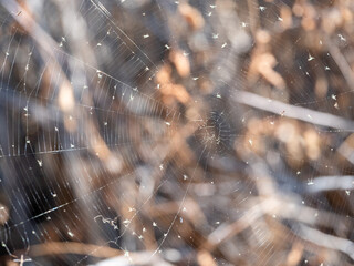 spider web 