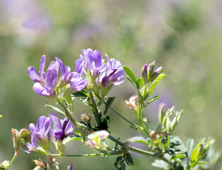 Alflalfa flowers