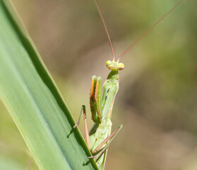praying mantis on a leaf