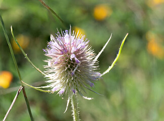 teasel in bloom