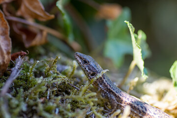 Lagarto al acecho
