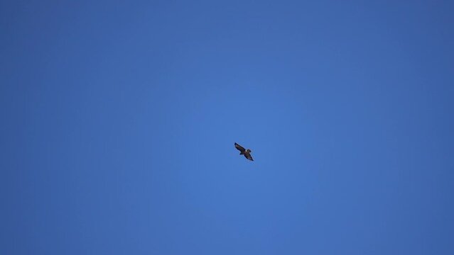 Young White Tailed Sea Eagle in the sky, sweden
Slow motion shot from Sweden, Close up, long shot, blue sky, 2022
