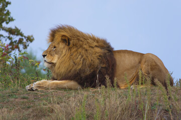 Large male lion with furry mane laying in the grass in the sunshine, predatory animal, king of the jungle, big cats