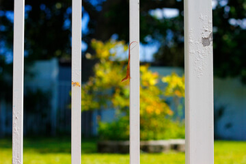 View of a little lizard on a white fence