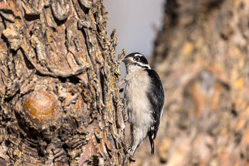 Downey woodpecker looking closely for for bugs in tree bark
