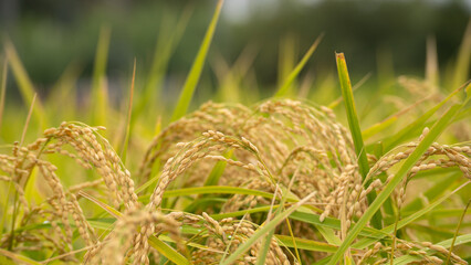 日本の秋の水田風景・黄金色の稲穂