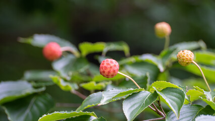 日本のヤマボウシの実