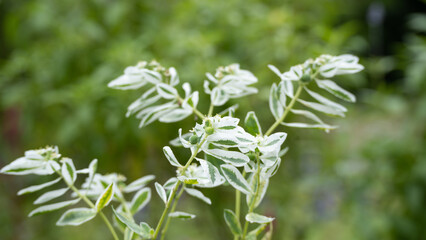 ハツユキソウ・snow-on-the-mountain