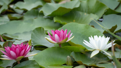 日本の池で咲く睡蓮の花