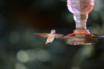 Anna's Hummingbird - Calypte anna