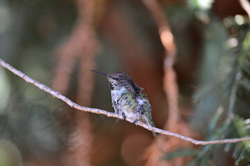 Naklejka premium Anna's Hummingbird - Calypte anna