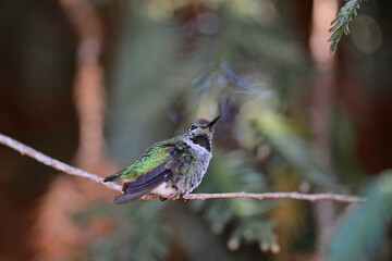 Anna's Hummingbird - Calypte anna