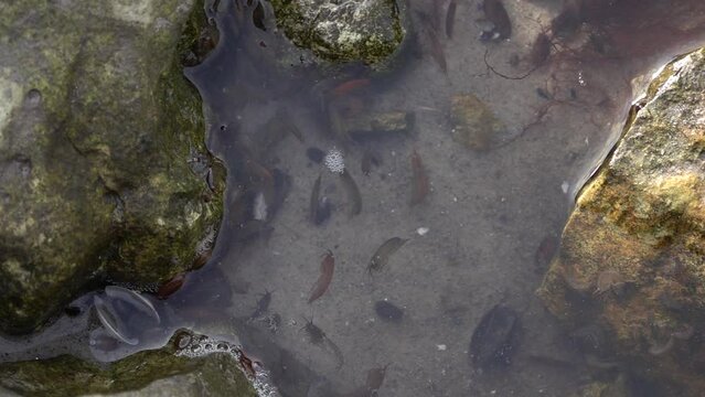 Small shrimp swimming in sea water, Sweden, 2022
Slow motion shot from Sweden, 2022
