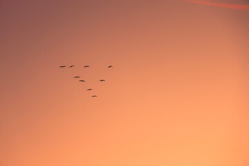 Vögel Formation am Himmel Sonnenaufgang monochrom orange 