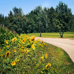 Sonnenblumen am Stra&szlig;enrand 