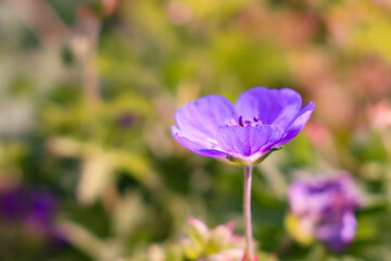 purple flowers in the garden
