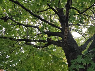 Fototapeta premium tree in spring