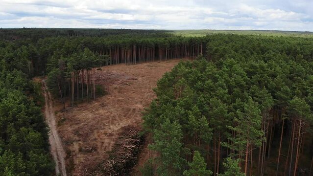 Aerial view. Green forest with deforestation area, Tuchola national park in Poland. Summer woods landscape in Europe.