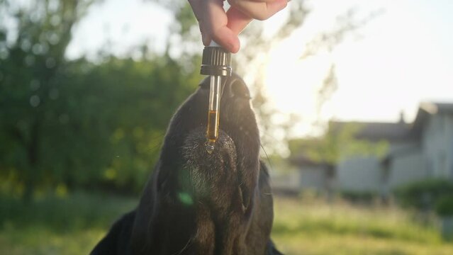 Dog licking a dropper filled with CBD oil, handheld close-up shot.
