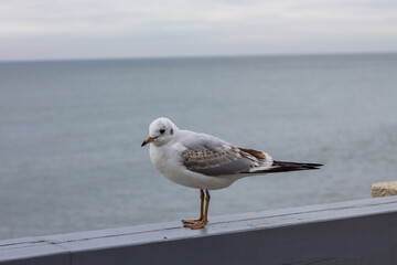 seagull sits on the promenade. sea bird on the embankment of the Baltic Sea.