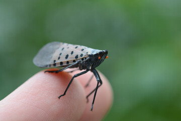 Spotted Lanternfly sitting on finger of a human hand. The invasive lanternfly is colonizing the...