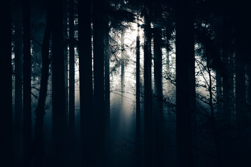 Gruseliger Wald, Nebel Morgengrauen 