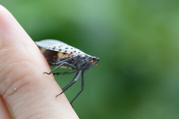 Spotted Lanternfly on a finger of a person's hand. The colorful lanternfly (Lycorma delicatula) is from Asia but is now colonizing the eastern United States.