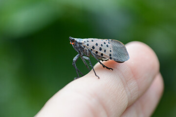 A Spotted Lanternfly (Lycorma delicatula) on a human finger. The colorful lanternfly is an invasive...